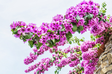 Bougainvillea purple flowers. Natural scene. Beauty in nature.の写真素材