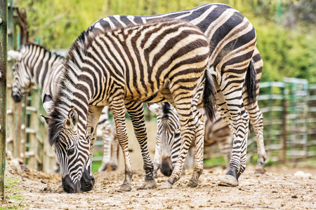 Herd of Chapman's zebra. Animal scene. Nature of Africa.の写真素材