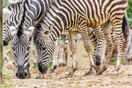 Herd of Chapman's zebra. Animal scene. Nature of Africa.の写真素材
