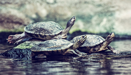 Turtles are heated on the stone. Humorous animal scene. Old photo filter.の写真素材