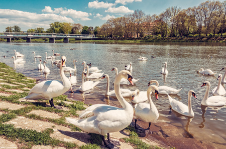 Beautiful Swans â Cygnus on the river side with bridge, Piestany, Slovak republic. Natural scene. Travel destination. Red photo filter.の写真素材