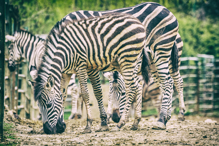 Herd of Chapman's zebra. Animal scene. Nature of Africa. Analog photo filter with scratches.の写真素材
