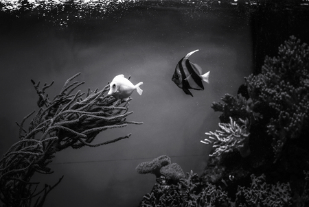 Fish under water. Sea natural scene. Beauty in nature. Black and white photo.の写真素材