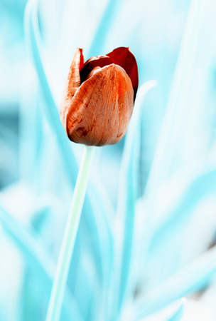 Beautiful single tulip on the green background. Teal and orange photo filter.の写真素材