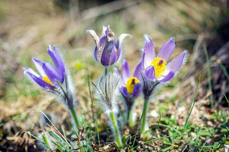 Greater Pasque Flower - Pulsatilla grandis, Nitra, Slovak republic. Seasonal natural scene.