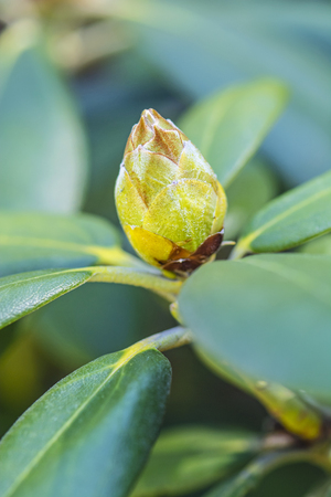 Flower bud of rhododendron in springtime. Seasonal natural scene.の写真素材