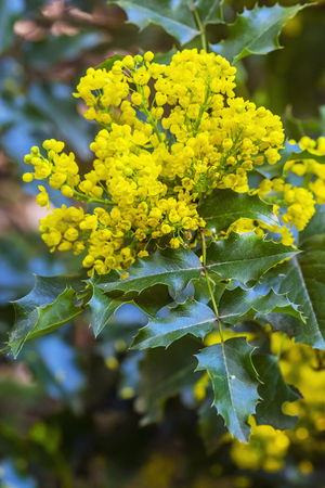 Tall Oregon grape - Mahonia aquifolium. Seasonal natural scene.の写真素材