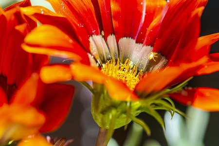 Macro photo of red Gazania flower. Seasonal natural scene. Gardening theme.の写真素材