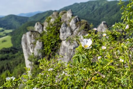 Rosehip bush, Sulov rocks, Slovak republic. Seasonal natural scene. Hiking theme.の写真素材