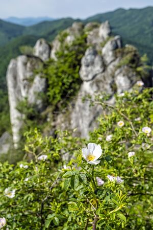 Rosehip bush, Sulov rocks, Slovak republic. Seasonal natural scene. Hiking theme.の写真素材