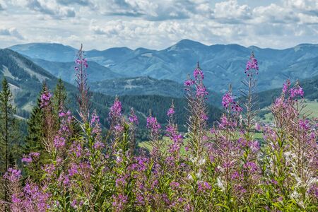 Meadow flowers, Low Tatras, Slovak republic. Travel destination. Hiking theme.の写真素材