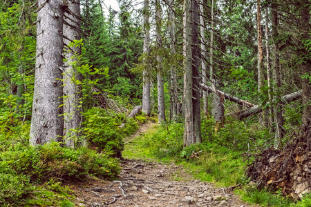 Tourist footpath and coniferous forest, Babia hora, Orava, Slovak republic. Seasonal natural scene.