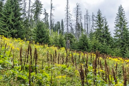 Flowering meadow and old primeval coniferous forest, Babia hora hill, Orava, Slovak republic. Seasonal natural scene.の写真素材
