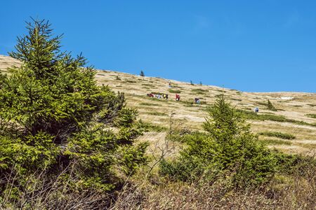 People picking berries in Kralova Hola peak, Slovak republic. Travel destination. Autumn scene.の写真素材