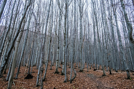 Strazov hill, Strazov Mountains in Slovak republic. Seasonal natural scene.