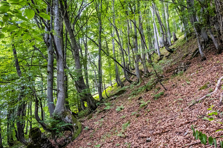 Hiking path in deciduous forest, Big Fatra mountains, Slovak republic. Seasonal natural scene....