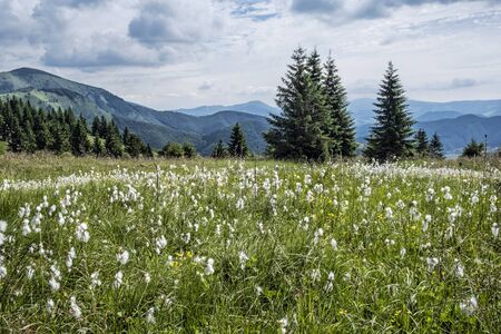 Meadow flowers in Big Fatra mountains, Slovak republic. Seasonal natural scene. Travel destination. Fauna and flora.の写真素材