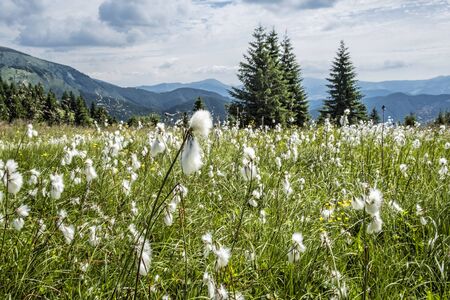 Meadow flowers in Big Fatra mountains, Slovak republic. Seasonal natural scene. Travel destination. Fauna and flora.の写真素材