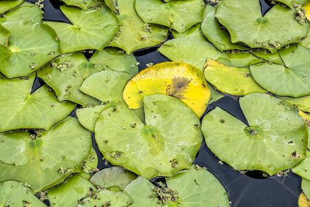 Botanical garden maintained by the University of Erlangen-Nuremberg, Erlangen, Franconia, Germany. Cultivation of plants.の写真素材