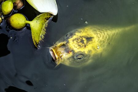 Botanical garden maintained by the University of Erlangen-Nuremberg, Erlangen, Franconia, Germany. Carp scene.の写真素材