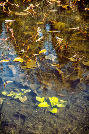 Plants under the water in the lake. Seasonal natural scene.