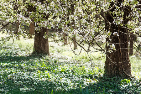 Flowering tree in Arboretum Tesarske Mlynany, Slovak republic. Seasonal natural scene.