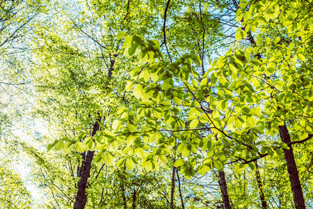 Leaves in backlight, deciduous forest, spring time, Slovak republic. Seasonal natural scene.