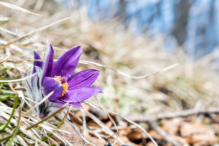 Greater Pasque Flower - Pulsatilla grandis. Seasonal natural scene.