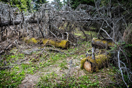Low Tatras mountains, Slovak republic. Forest calamity theme. Seasonal natural scene.
