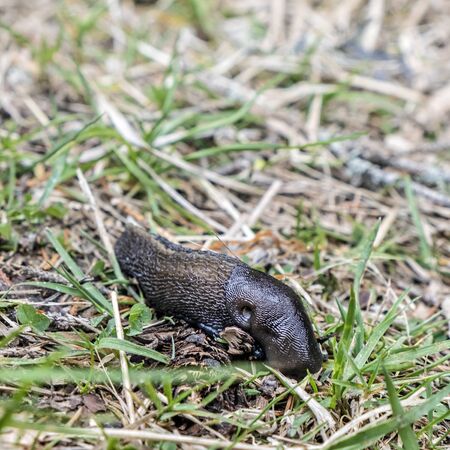 Detail photo of beautiful snail or slug in outdoors. Beauty in nature. Animal scene.の写真素材