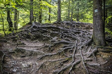 Roots of trees in forest, Little Fatra mountains, Slovak republic. Springtime scene. Hiking theme.の写真素材