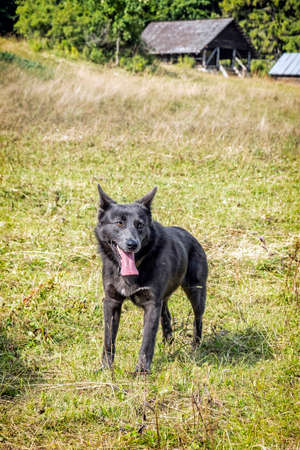Mountain dog, Muran plain, Slovak republic, Europe. Travel destination. Seasonal natural scene.の写真素材