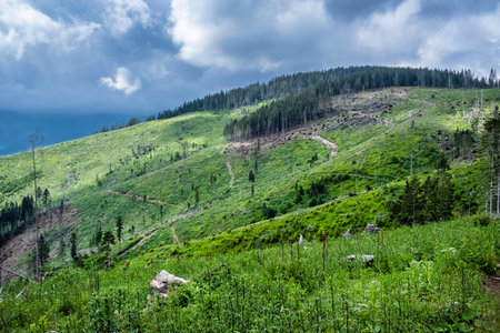 Timber logging in Low Tatras mountains, Slovak republic. Deforestation theme. Seasonal natural...