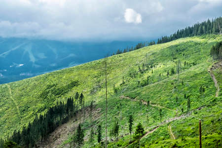 Timber logging in Low Tatras mountains, Slovak republic. Deforestation theme. Seasonal natural scene.の写真素材