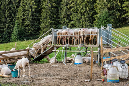 Automatic milking sheep, farm in Low Tatras mountain, Slovak republic. Milk production theme.の写真素材