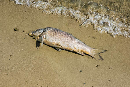 Dead fish. Environmental problem. Detailed natural scene.の写真素材