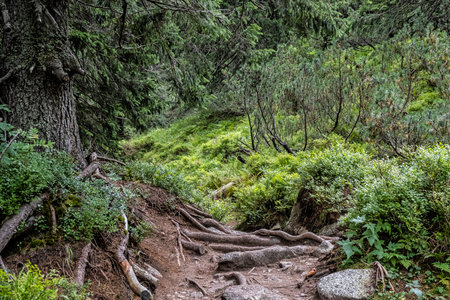 Footpath in coniferous forest, Western Tatras mountains, Slovak republic. Hiking theme. Seasonal...