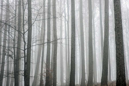 Autumn scene in misty forest, Little Fatra, Slovak republic. Beauty in nature.の写真素材