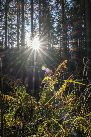 Sunrays scene in coniferous forest, Little Fatra mountains, Slovak republic. Hiking theme. Seasonal natural scene.の写真素材