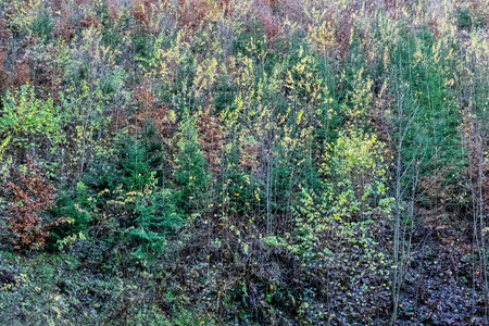 Autumn deciduous forest, Big Fatra mountains, Slovak republic. Hiking theme. Seasonal natural scene.