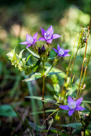 Purple flowers, Low Tatras mountains, Slovak republic. Seasonal natural scene.の写真素材
