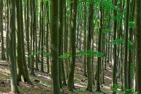 Deciduous forest, Little Carpathians, Slovak republic. Seasonal natural scene.の写真素材