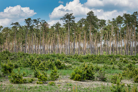 Pine forest in Zahorie region, Slovak republic. Natural scene.
