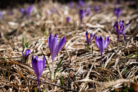 Blooming crocus flowers in Big Fatra mountains, Slovak republic. Springtime natural scene.
