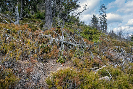 Dried trees, Big Fatra mountains, Slovak republic. Seasonal natural scene. Forest calamity theme.