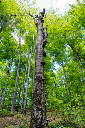 Dead tree in Beech forest, Vihorlat mountains mountains, Slovak republic. Summer scene. Hiking...