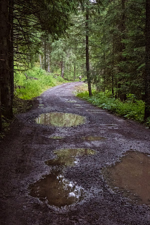 Footpath in coniferous forest, Western Tatras mountain, Slovak republic. Seasonal natural scene....