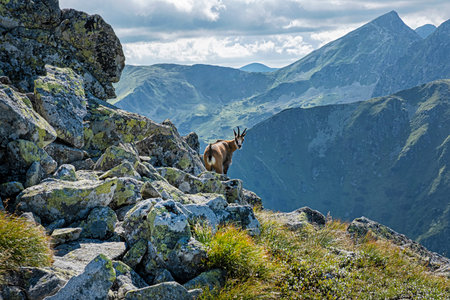 Tatra chamois (Rupicapra rupicapra tatrica) in Western Tatras mountains, Slovak republic. Animal theme.の写真素材