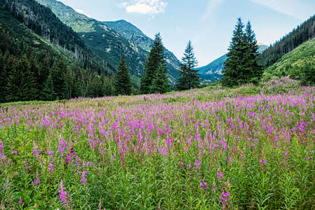 Rackova valley, Western Tatras mountains, Slovak republic. Hiking theme.の写真素材