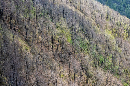 Deciduous forest from Klak hill, Slovak republic. Springtime natural scene.